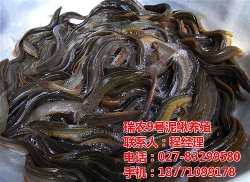 台湾泥鳅|武汉瑞和园生态农业有限公司|台  台湾泥鳅好养吗  台湾泥鳅鳅苗批发  台湾泥鳅鳅苗生长