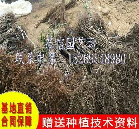 江苏南通柯迪亚樱桃树种类繁多