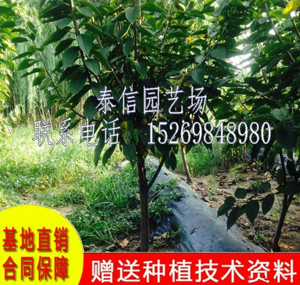 江西鹰潭红手球樱桃苗种植时间