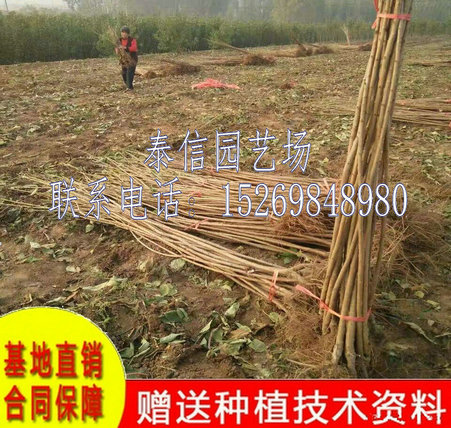 四川雅安早甘阳樱桃苗哪里的好