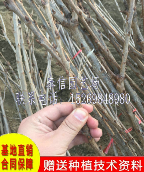 陕西商洛红妃樱桃苗价格