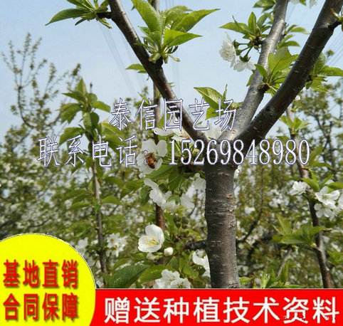 云南玉溪佳红樱桃树价格表