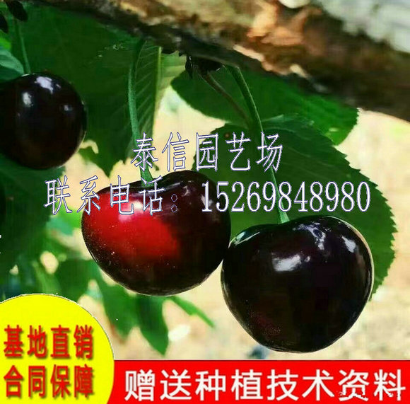 河北邢台状元红樱桃苗种植技术