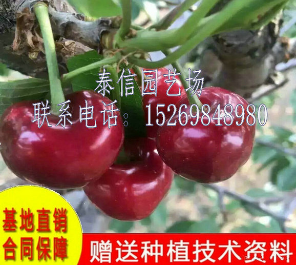 辽宁抚顺佳红樱桃苗种植时间
