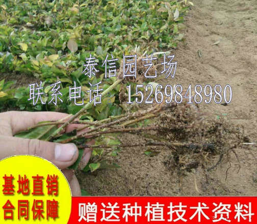 江苏徐州斯坦拉樱桃树品种齐全