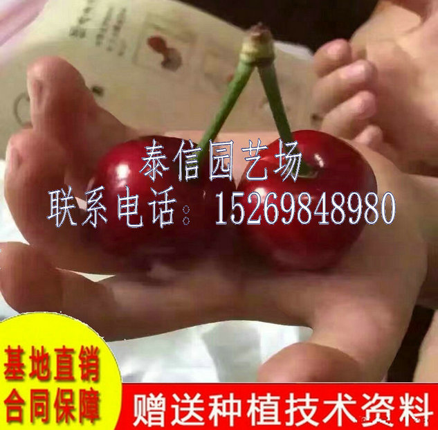 陕西商洛红妃樱桃苗价格