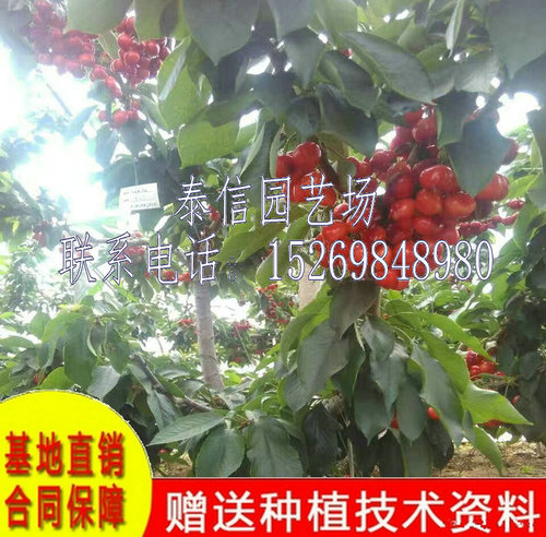 宁夏银川佳红樱桃树品种