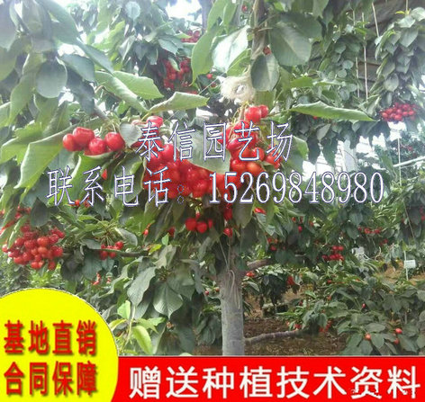 甘肃张掖秦林大樱桃苗价格