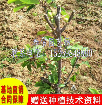黑龙江大庆晚红株樱桃树品种齐全