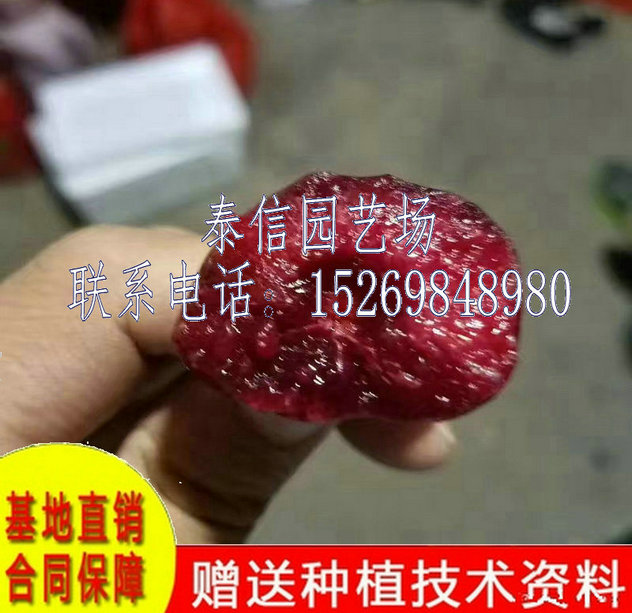 广西防城港红玛瑙樱桃苗特价批发 