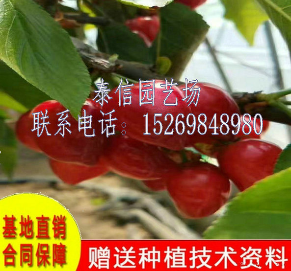 广西北海明珠樱桃树苗基地供应