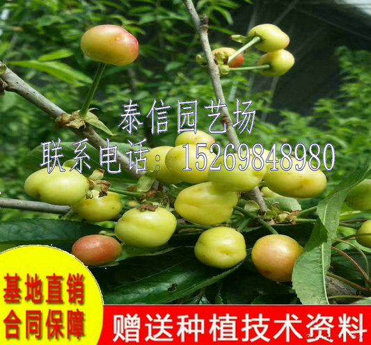 河北邢台状元红樱桃苗种植技术