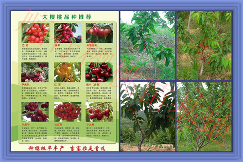 常州香玲核桃苗株行距是多少