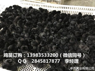 长寿黑鸡苗批发价格 卓农禽业长年提供香鸡苗，黑  黑鸡苗价格  黑鸡市场  黑鸡苗图片
