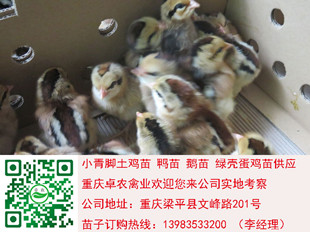 贵州松桃周边成活率高的香鸡苗供应商电话多少  香鸡苗价格  香鸡苗行情  正宗香鸡苗市场