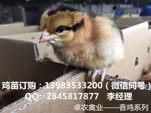贵州松桃周边成活率高的香鸡苗供应商电话多少  香鸡苗价格  香鸡苗行情  正宗香鸡苗市场