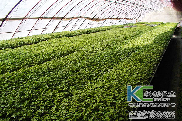 温室樱桃番茄苗期病害防治措施&nbsp;&nbsp;温室番茄栽培&nbsp;&nbsp;温室番茄苗期病害防治