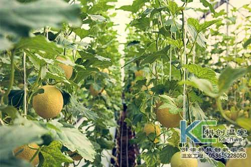 蔬菜大棚浇水与施肥技术&nbsp;&nbsp;蔬菜大棚施肥