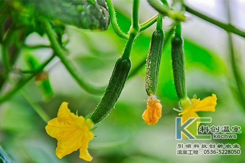 蔬菜大棚浇水与施肥技术&nbsp;&nbsp;蔬菜大棚施肥