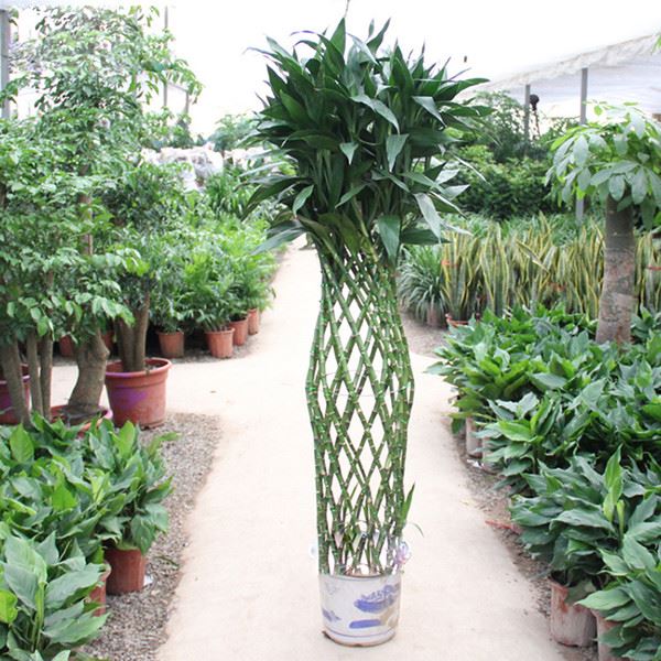 爱尚花境厦门鲜花放心购|厦门苗圃优惠享不停  养护  花木