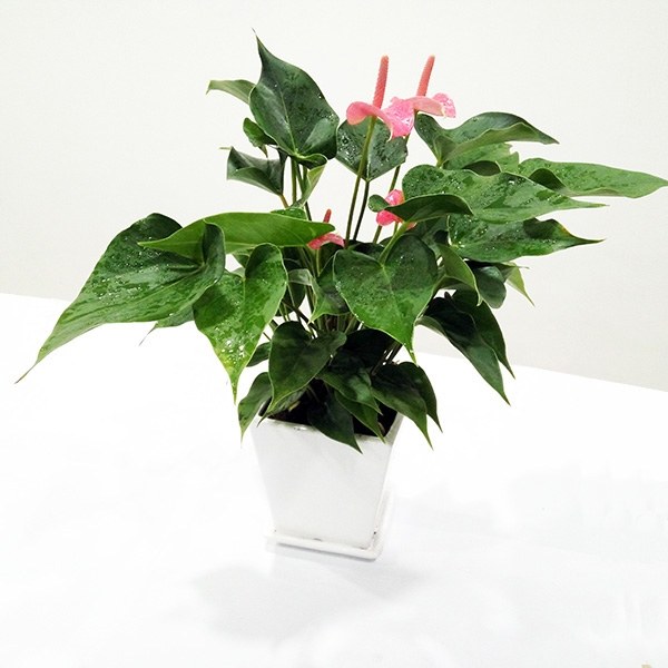 海南省观叶绿色植物，花木管家  桌面小盆栽  年宵花卉