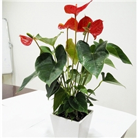 优质绿植养护，专业的花木配送，值得您信赖  绿植送礼  绿植销售绿植出售