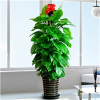 找送礼绿植花木管家，花木管家阳台造景火爆热销中  桌面小盆栽  年宵花卉
