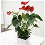 花木管家品牌排行榜，绿植养护热销排行，植物销售品质