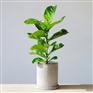 爱尚花境植物养护优质供应商，花木管家高性价比，可信