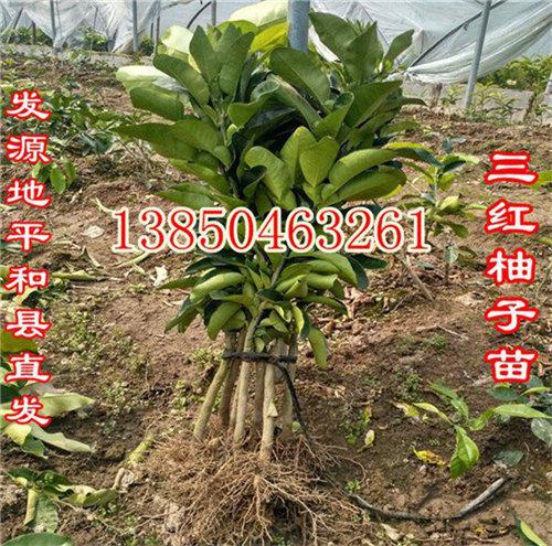 平和管溪葡萄柚苗批发价格  厂家价格
