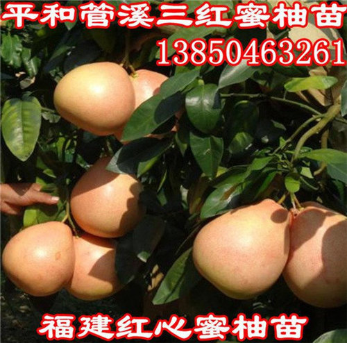 广西三红蜜柚苗  厂家价格