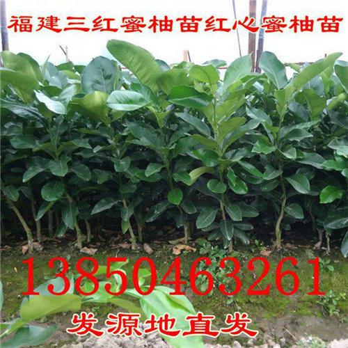 广西红心蜜柚苗供应  厂家价格
