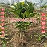 平和管溪葡萄柚苗批发价格