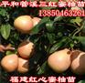 黄肉柚子苗一亩种多少