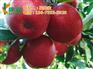 康霖现代农业,山姆苹果,批发山姆苹果价格