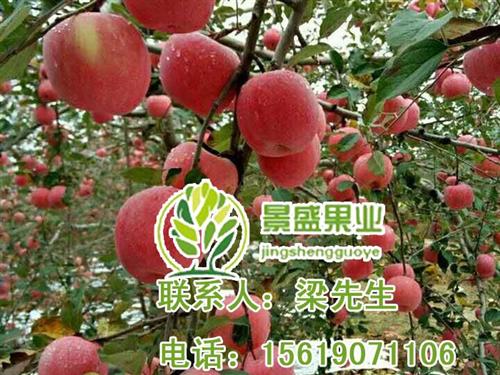 陕西洛川苹果市价,洛川苹果,景盛果业洛川  洛川苹果节参观  洛川苹果西安专卖