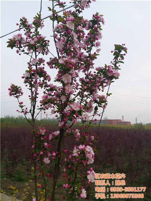 园景绿化苗木_绿化苗木_亿农苗木花卉(查&nbsp;&nbsp;园林绿化苗木价格&nbsp;&nbsp;园林工程绿化苗木
