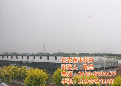 济宁苗木、亿农苗木花卉、苗木价格查询&nbsp;&nbsp;今日苗木求购&nbsp;&nbsp;苗木交易