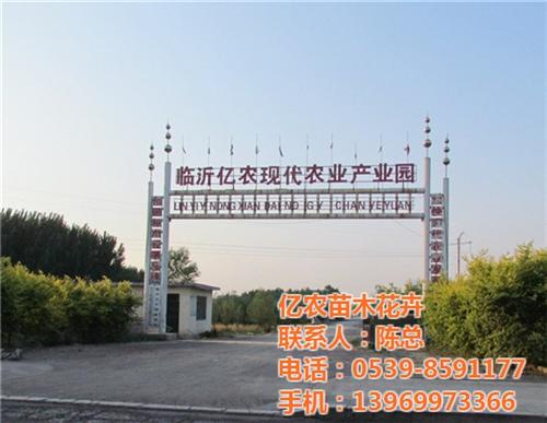 绿化苗木网|临沂苗木|亿农苗木花卉(图)&nbsp;&nbsp;果树苗木&nbsp;&nbsp;苗木购销