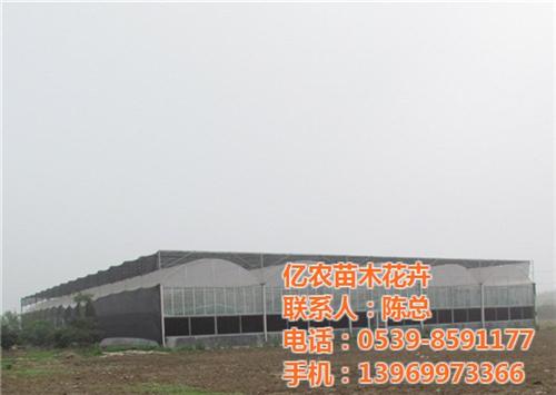 绿化苗木,莱芜苗木,亿农苗木花卉(查看)&nbsp;&nbsp;绿化苗木网&nbsp;&nbsp;苗木购销