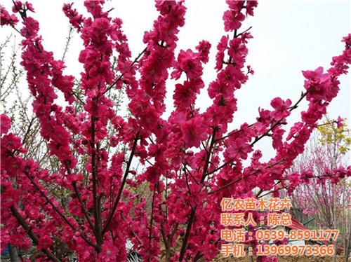 绿化苗木|亿农苗木花卉|园林绿化苗木报价&nbsp;&nbsp;厂区绿化苗木&nbsp;&nbsp;园林工程绿化苗木