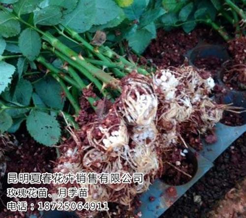 瑞丽玫瑰苗、夏春花卉、玫瑰苗哪家便宜&nbsp;&nbsp;玫瑰苗价格多少&nbsp;&nbsp;玫瑰苗哪里便宜