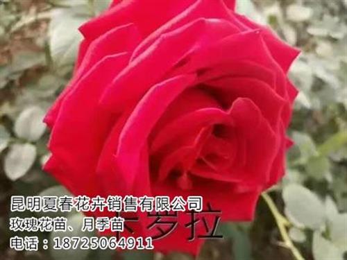 玫瑰苗哪里有卖_普洱玫瑰苗_夏春花卉(查&nbsp;&nbsp;玫瑰苗那种好&nbsp;&nbsp;玫瑰苗哪里便宜