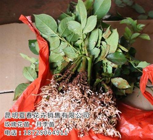玫瑰苗价格多少|宣威玫瑰苗|夏春花卉(查&nbsp;&nbsp;玫瑰苗哪里便宜&nbsp;&nbsp;玫瑰苗哪家好