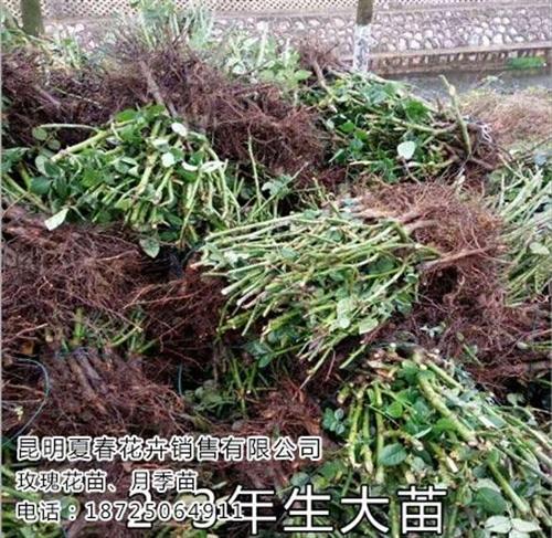 普洱玫瑰苗、夏春花卉、玫瑰苗哪家便宜&nbsp;&nbsp;玫瑰苗哪家好&nbsp;&nbsp;玫瑰苗哪里便宜