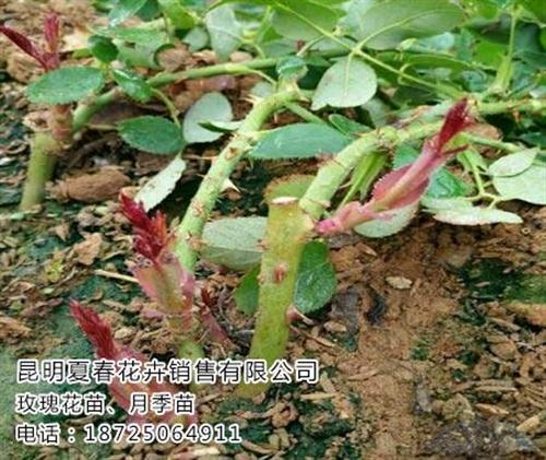 云南斗南玫瑰苗|云南玫瑰苗|夏春花卉(查&nbsp;&nbsp;云南玫瑰苗哪里便&nbsp;&nbsp;云南玫瑰苗好吗