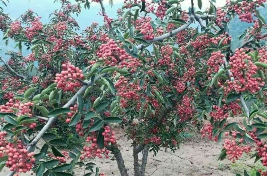狮子头花椒苗哪里有型号高的大红袍无刺花椒树苗出售  无刺花椒苗  大红袍花椒苗