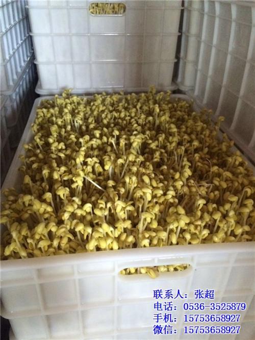 豆芽机、青州庆华豆芽机、自动豆芽机  山东豆芽机  青州豆芽机