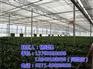 郑州玻璃温室、【欣荣温室工程】、郑州玻璃