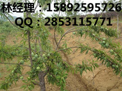 长沙川早核桃苗批发基地